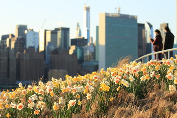 Spring Easter background with beautiful yellow daffodils in New York