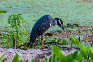 Yellow Crowned Night Heron (Nyclanassa violaces),Brazos Bend State Park, Needeville, Texas, USA