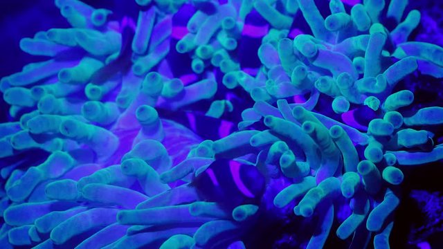 Tropical clownfish swimming in the anemone. UV light background. 4k.