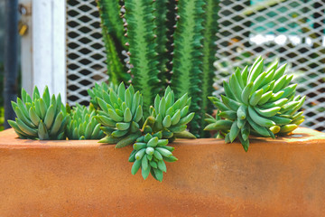 Fototapeta premium Colorful cactus succulent desert plants blooming in beautiful texture background.