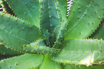 Succulent plant with thorn in desert garden .