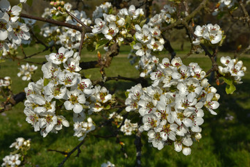 Birnbaumblüte, Pyrus communis, pear tree