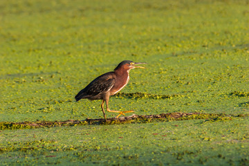 Green-Backed Heron (Butorides striatus) Fishing in the Duck Weed on 40 Acre Lake, Brazos Bend State Park, Needevilee, Texas, USA