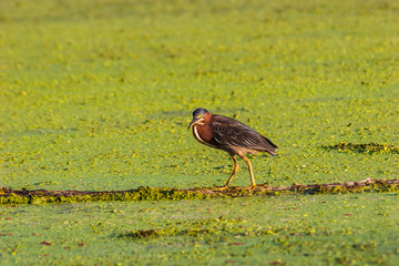 Green-Backed Heron (Butorides striatus) Fishing in the Duck Weed on 40 Acre Lake, Brazos Bend State Park, Needevilee, Texas, USA