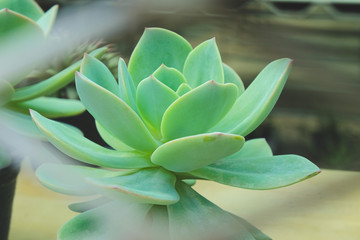 Colorful cactus succulent desert plants blooming in beautiful texture background.