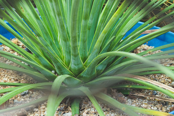 Fototapeta premium Succulent plant with thorn in desert garden .