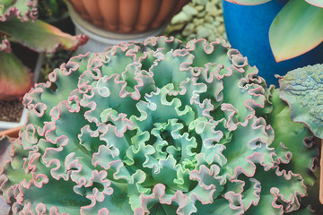 Colorful cactus succulent desert plants blooming in beautiful texture background.