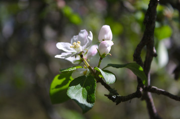 apple tree flowers
