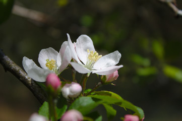apple tree blossom