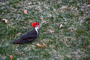 Male Pileated Woodpecker  standing on the ground in the springtime