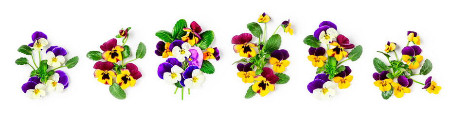 Spring viola pansy flowers collection