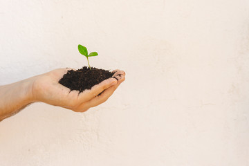 Woman holds a little cute growing plant and soil. Isolated on white.