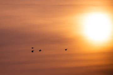 Naklejka na ściany i meble Wild ducks flying in the morning in an orange sky