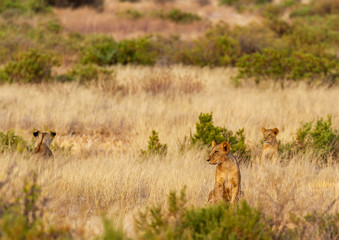 Lions, three big cats, prowling on hunt camouflaged in high yellow grass, Samburu National Reserve, Kenya, Africa. Wildlife on safari vacation hidden in bush