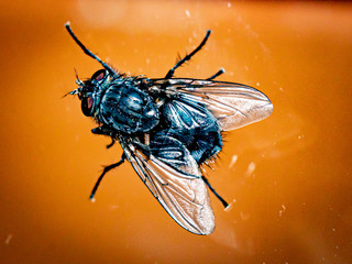fly on orange
