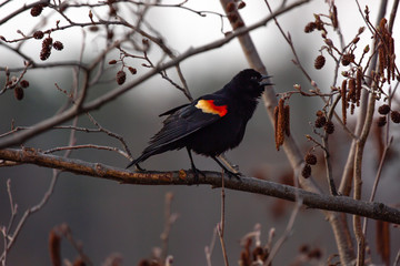 Male Red-winged Blackbird (Agelaius phoeniceus) perched on a branch singing and looking for a female