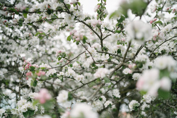 apple tree blossom and bokeh