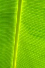 green leaf texture