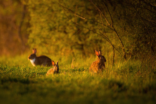 Cuniculus Images Browse 17,098 Stock Photos, Vectors, and Video