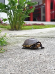 Obraz premium turtle on the road