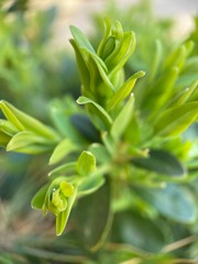 Makro Macro Photographie iPhone Moment Nahaufnahme Natur aus der Nähe Flora Blüten Frühling Sommer Schönheit 