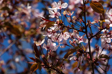 Blooming petals and green leaves of tree in spring