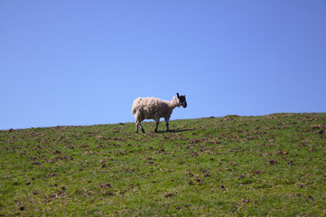 Obraz premium solitary sheep in a field