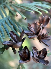 Makro Macro Photographie iPhone Moment Nahaufnahme Natur aus der Nähe Flora Blüten Frühling Sommer Schönheit 