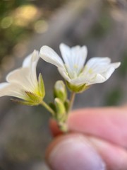 Fototapeta premium Makro Macro Photographie iPhone Moment Nahaufnahme Natur aus der Nähe Flora Blüten Frühling Sommer Schönheit 