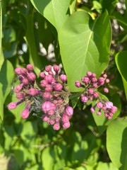 Makro Macro Photographie iPhone Moment Nahaufnahme Natur aus der Nähe Flora Blüten Frühling Sommer Schönheit 