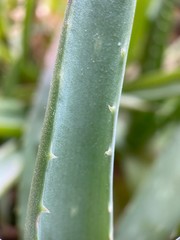 Makro Macro Photographie iPhone Moment Nahaufnahme Natur aus der Nähe Flora Blüten Frühling Sommer Schönheit 