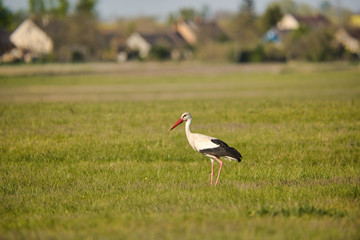 White stork - Ciconia ciconia hunting on the meadow