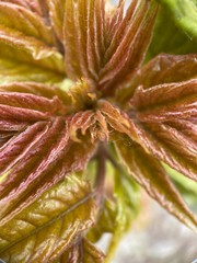 Makro Macro Photographie iPhone Moment Nahaufnahme Natur aus der N&auml;he Flora Bl&uuml;ten Fr&uuml;hling Sommer Sch&ouml;nheit 