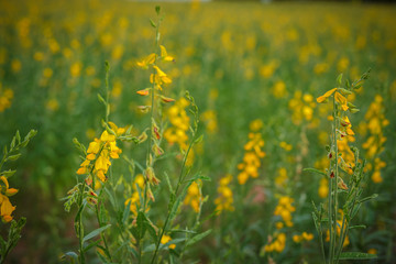 beautiful view at sunhemp flowers field