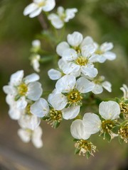 Makro Macro Photographie iPhone Moment Nahaufnahme Natur aus der N&auml;he Flora Bl&uuml;ten Fr&uuml;hling Sommer Sch&ouml;nheit 