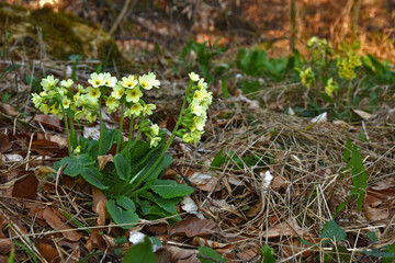 Schluesselblume; Hohe Schluesselblume; Primula elatior; primerose
