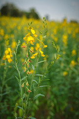 Obraz premium beautiful view at sunhemp flowers field