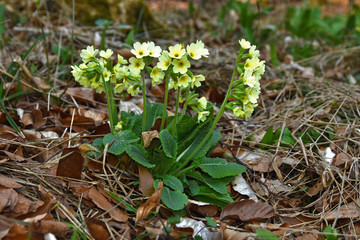 Schluesselblume; Hohe Schluesselblume; Primula elatior; primerose, cowslip