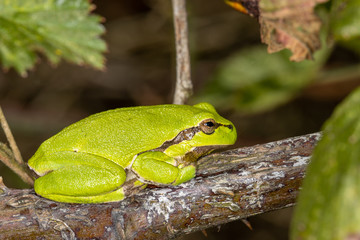 Macro photo of adult European Tree Frog basking on thorny bramble bush stem