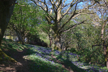 Fototapeta na wymiar path through bluebell woods