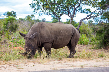 African white rhino. Famous Kruger Park