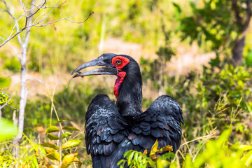 Naklejka premium The bird 