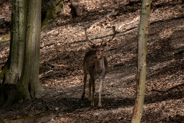European fallow deer - Dama dama - fallow deer grazing in a beautiful deciduous forest. Wild photo.