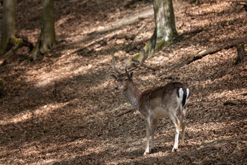 European fallow deer - Dama dama - fallow deer grazing in a beautiful deciduous forest. Wild photo.