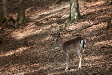 Naklejka na ściany i meble European fallow deer - Dama dama - fallow deer grazing in a beautiful deciduous forest. Wild photo.