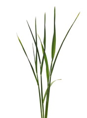 Green young spring wheat isolated on white background with clipping path