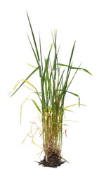 Green young spring wheat with soil, dirt isolated on white background