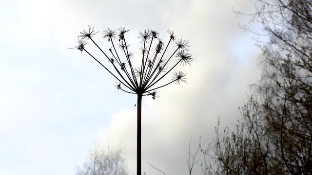 Dry Umbrella Plant ( giant hogweed).