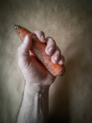 Dirty orange carrots on a dark background . Carrot in hand