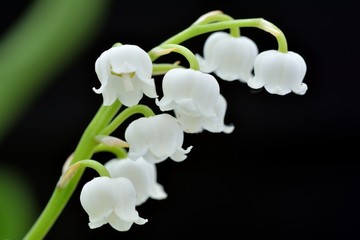 beautiful Lily of the valley